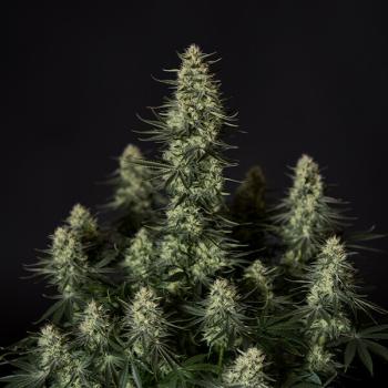 Samen 3x Punch Pie feminisiert Royalqueenseeds